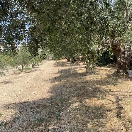 Il Gelso Bianco